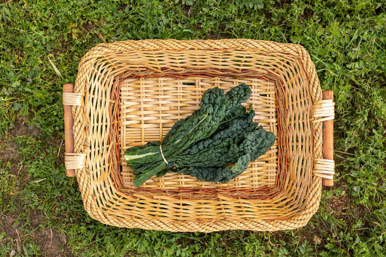 Greens Kale Tuscan/Lacinato Organic each