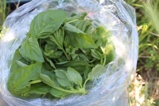 Herb Basil Organic bunch Herb Basil Organic bunch