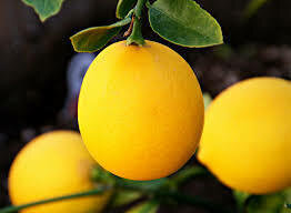 Lemons Meyer Organic each