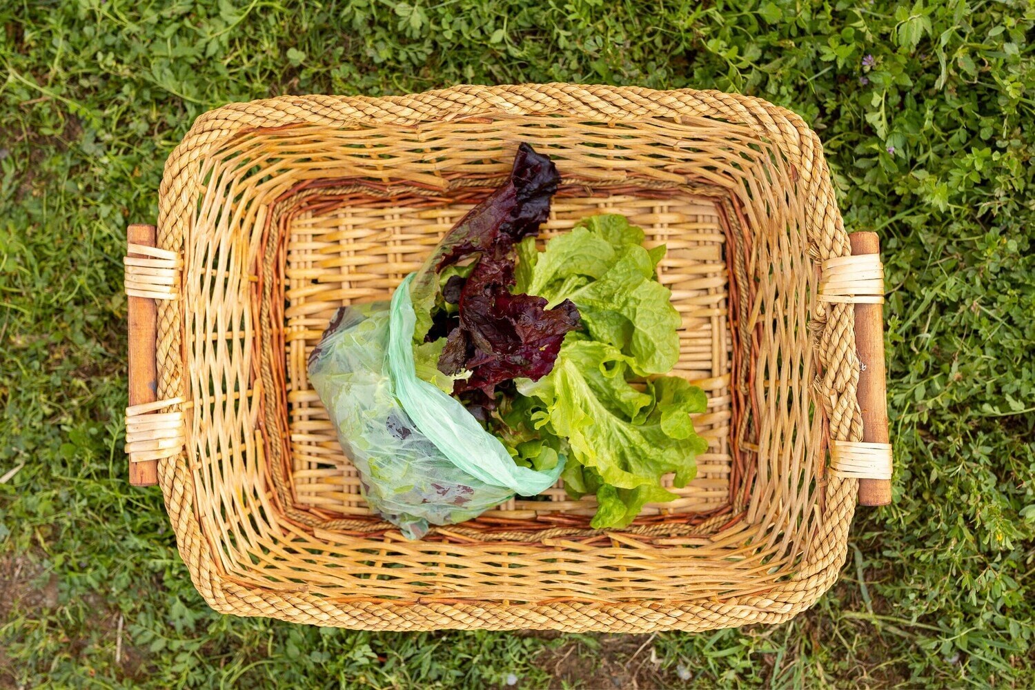 Lettuce Salad Mix 8 oz bag Organic