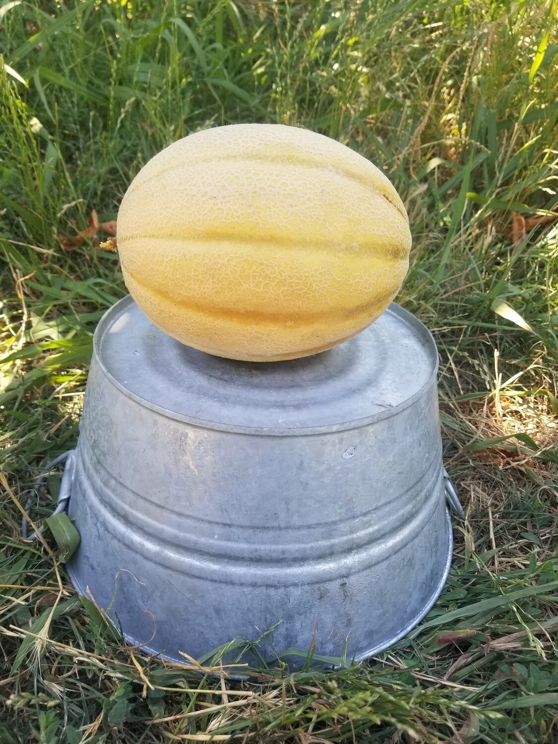 Melon Cantaloupe Organic lb