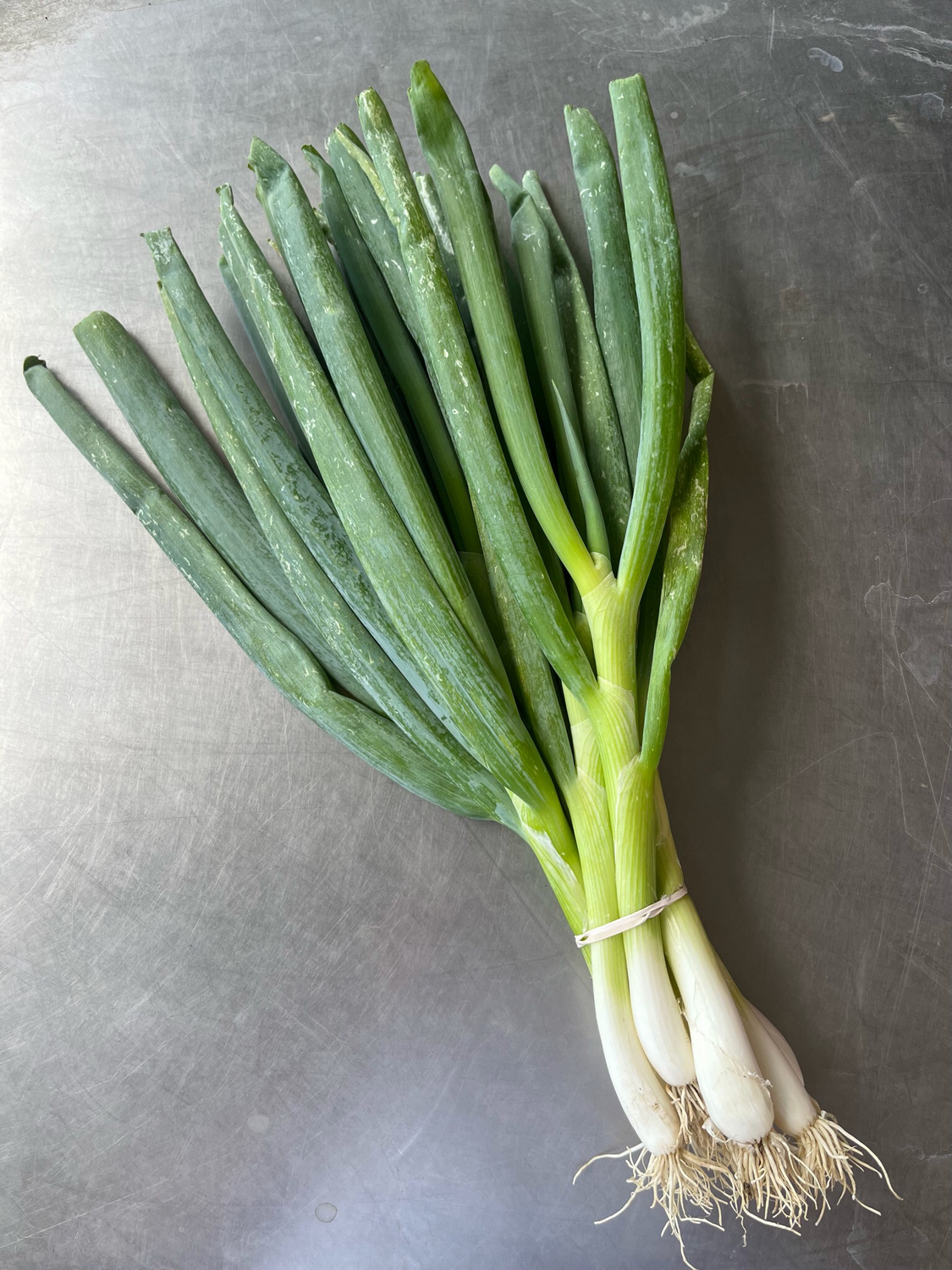 Onions Green Bunching Organic/bunch