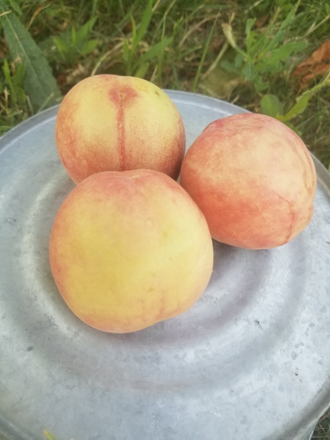 Peaches White Organic/lb