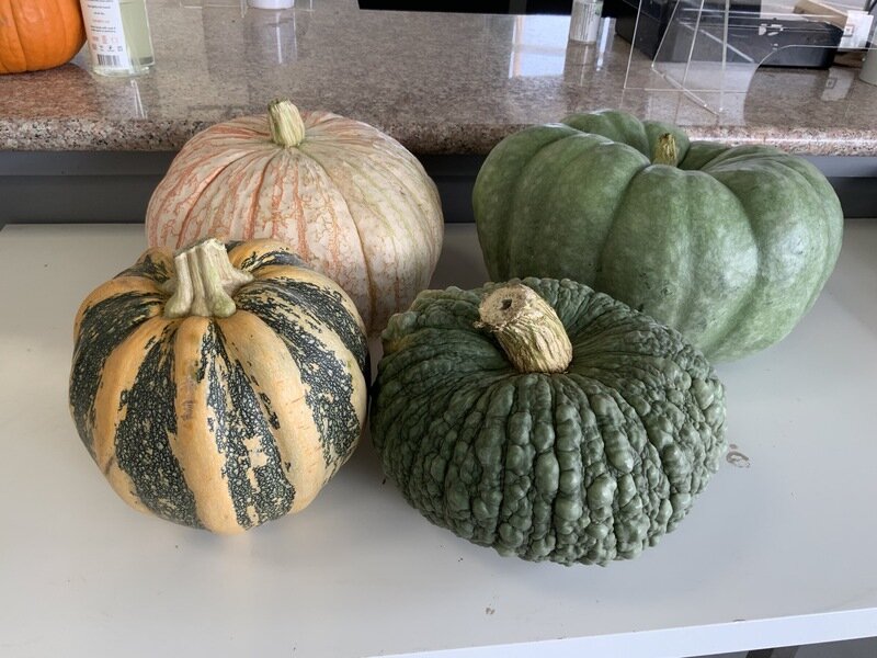 Pumpkin Decorative Organic