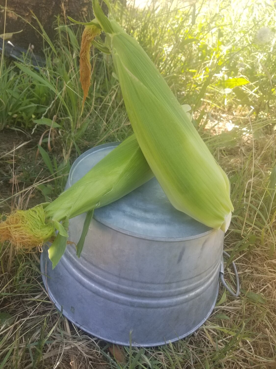 Sweet Corn White/BiColor Local 2 For