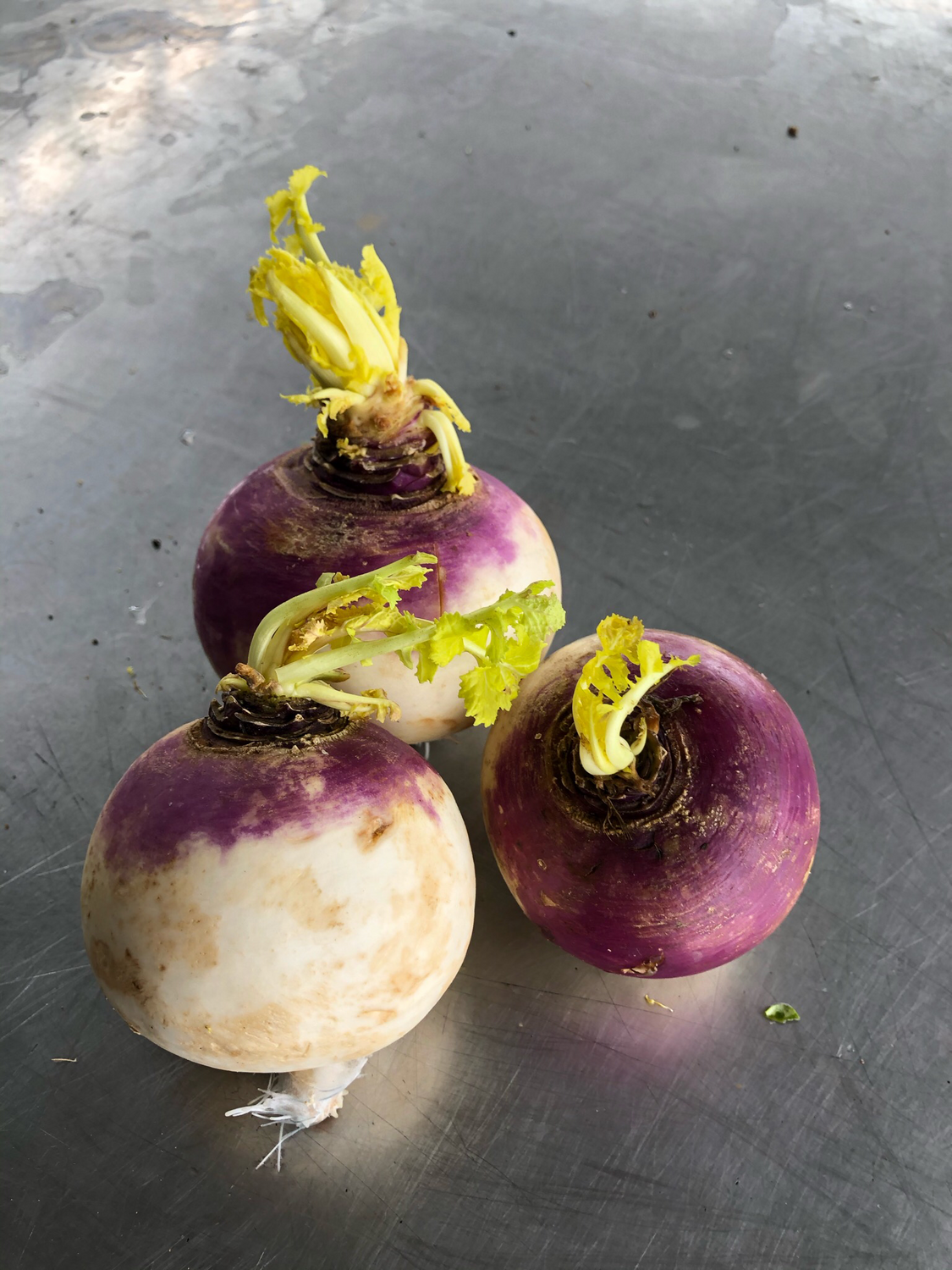Turnips Purple Top Organic bunch