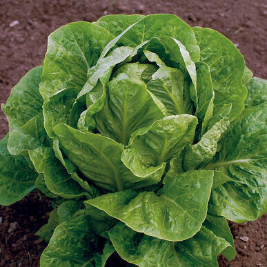 Lettuce Romaine Organic/each
