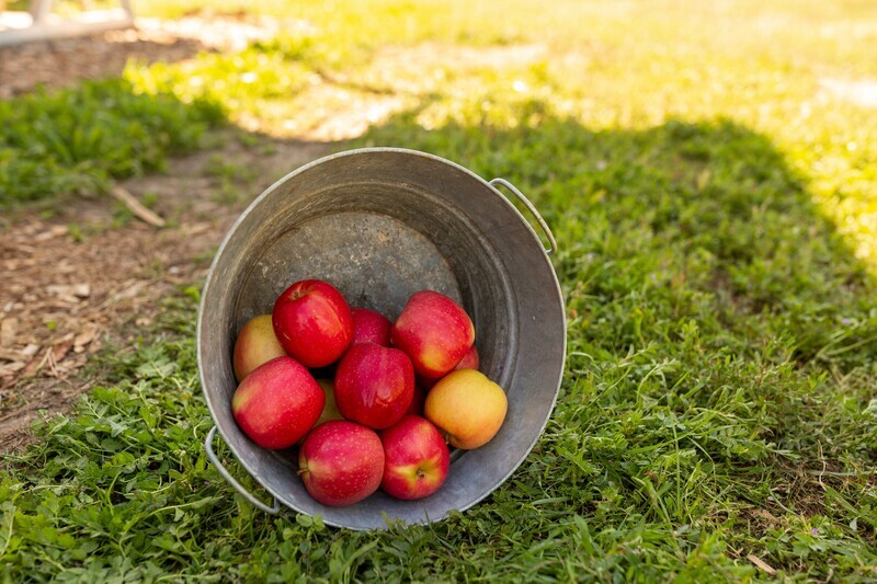Apples Pink Lady Organic/lb
