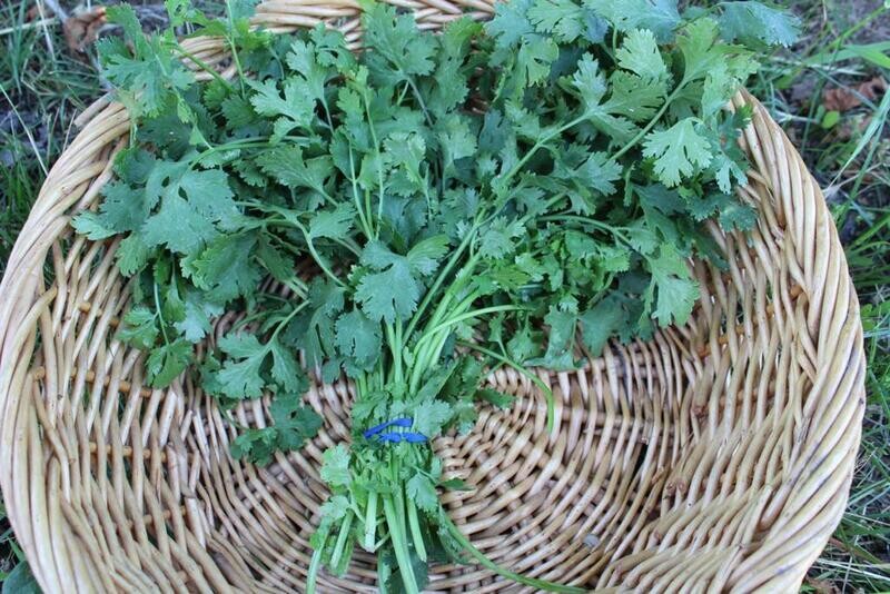 Herb Cilantro Organic/bunch