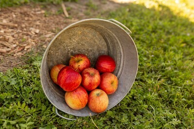 Apples Fuji Organic/lb