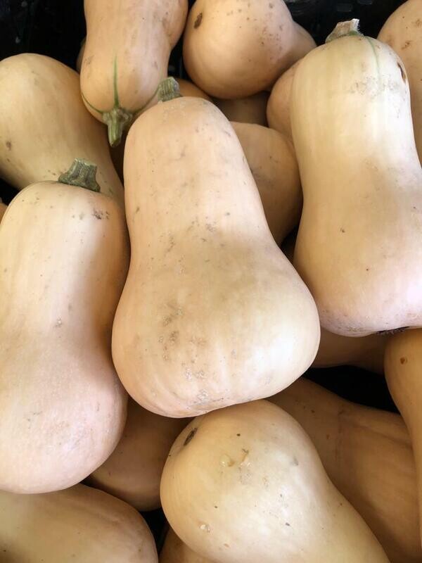 Squash Winter Butternut Organic/lb