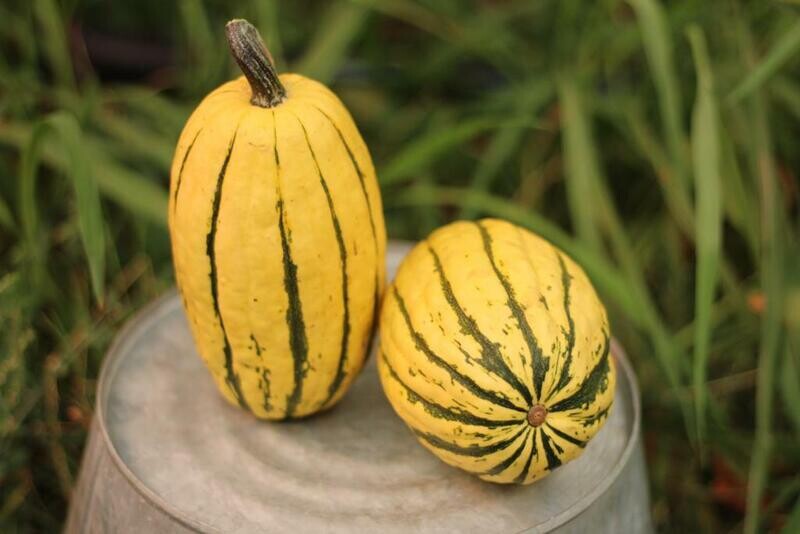 Squash Winter Delicata Organic/lb