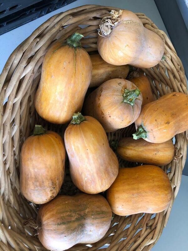 Squash Winter Honeynut Organic/lb