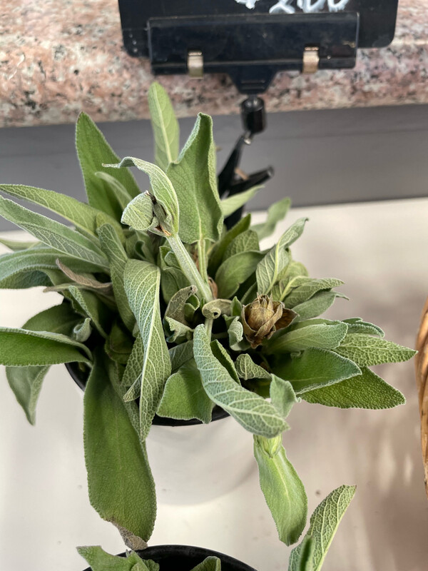 Herb Sage/bunch