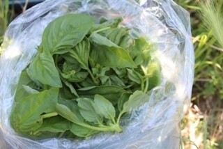 Herb Basil Organic bunch Herb Basil Organic bunch