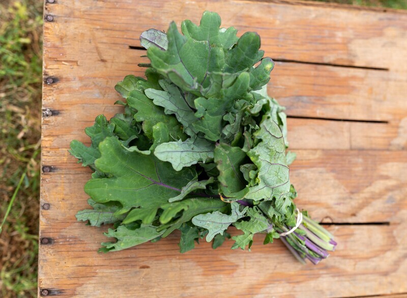 Greens Kale Red Russian Organic