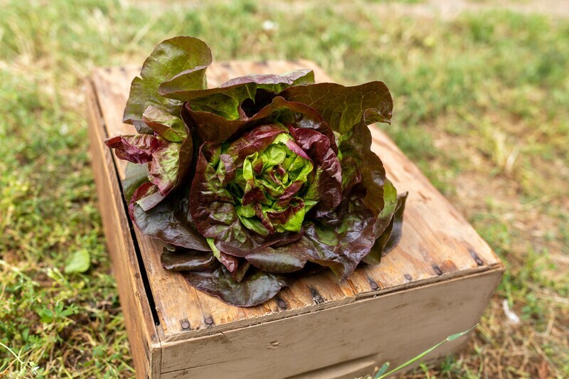 Lettuce Red Leaf Organic/each