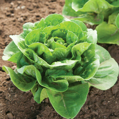 Lettuce Green Leaf Organic/each