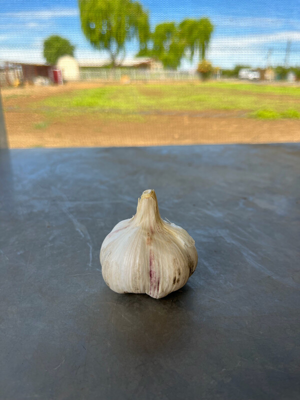 Garlic Head Organic each