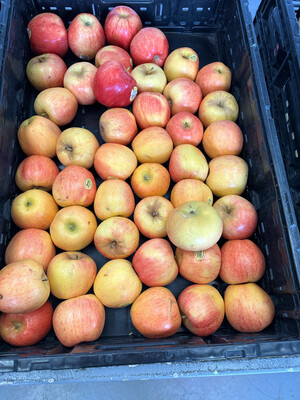 Apples Gala Organic lb
