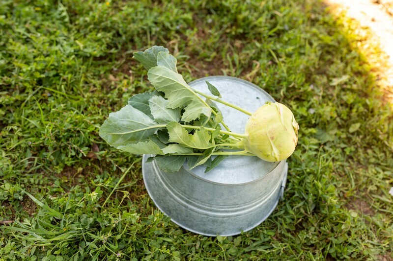 Kohlrabi Green or Purple Organic