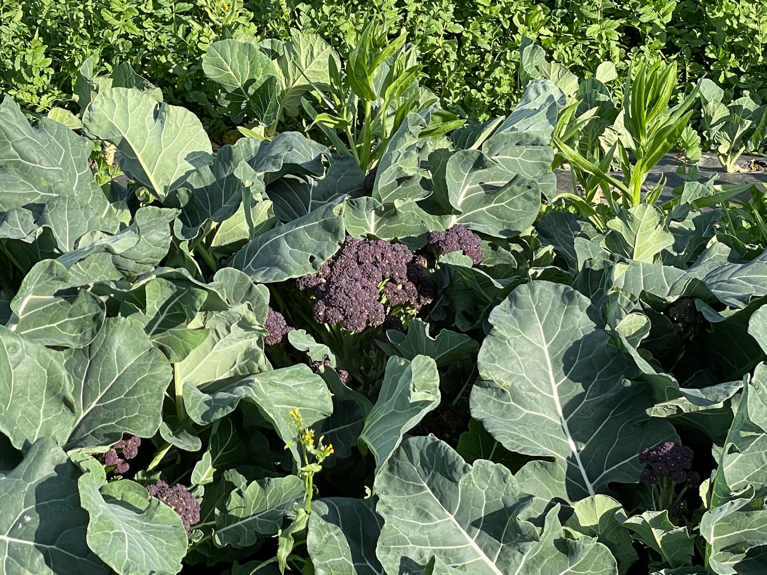 Broccolini Purple Bunched Organic