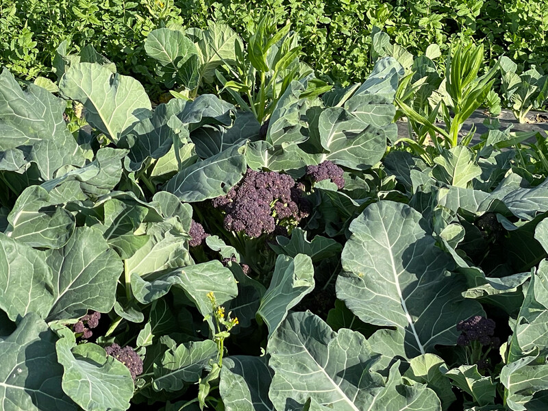 Broccolini Purple Bunched Organic