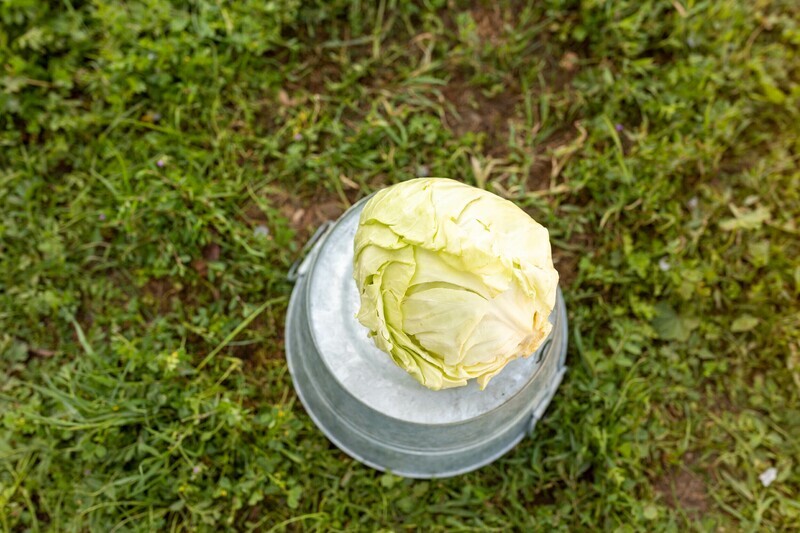 Cabbage Green Organic/lb