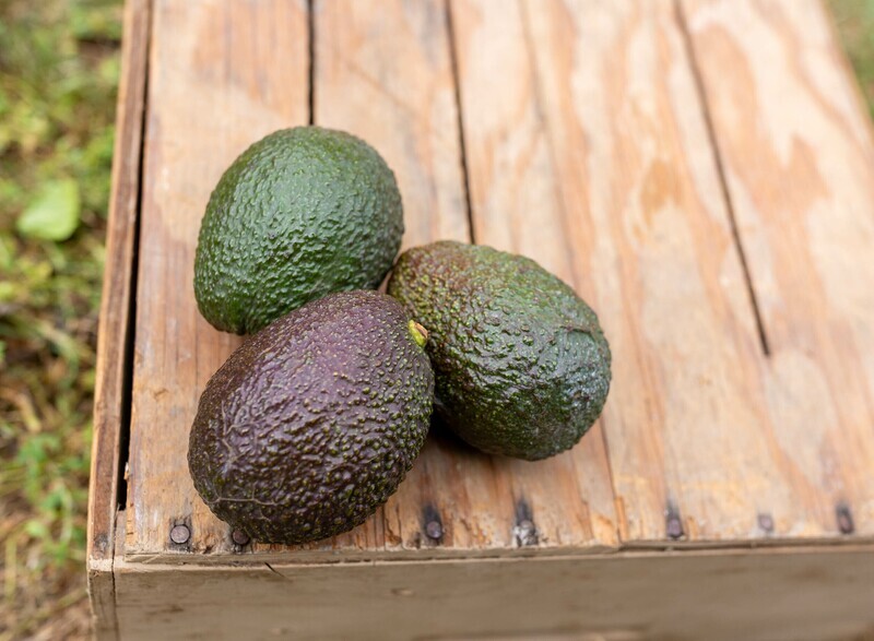 Avocado Hass CA Grown Organic/each