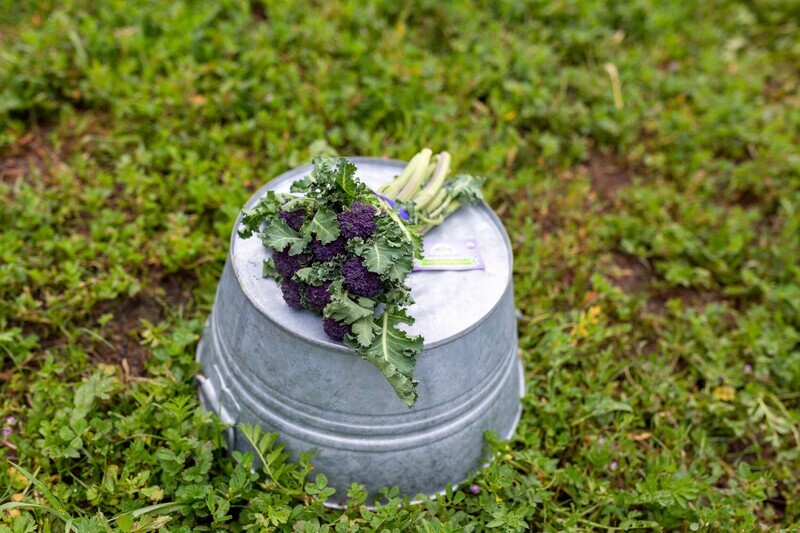 Broccolini Bunched Organic