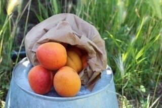 Apricots Organic/lb