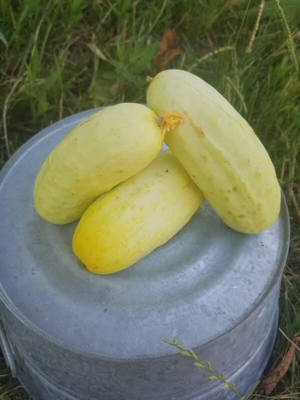 Cucumbers Salt &amp; Pepper Organic
