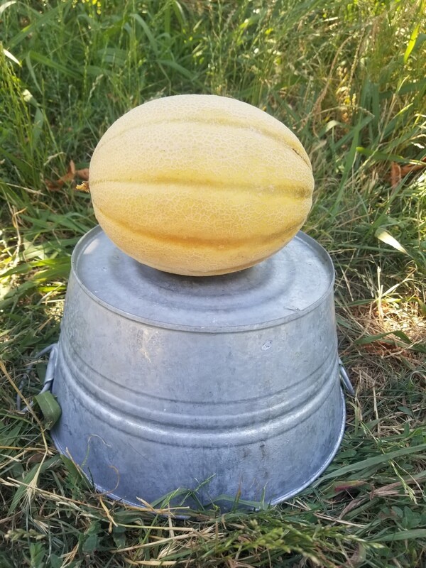 Melon Cantaloupe Organic lb