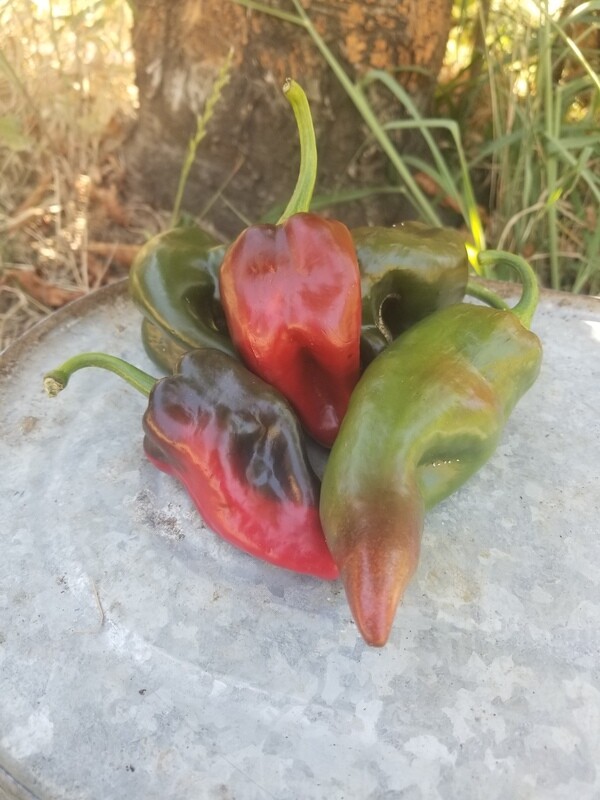 Peppers Pasilla/ Poblano Organic