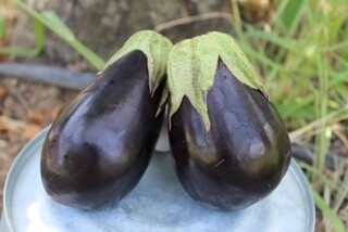 Eggplant Italian Organic lb