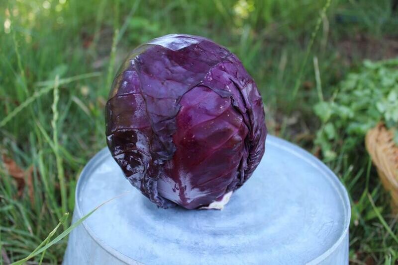 Cabbage Red Organic/LB