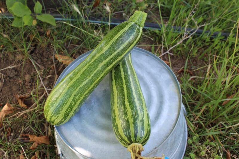 Squash Summer Romanesco Zucchini Organic/lb