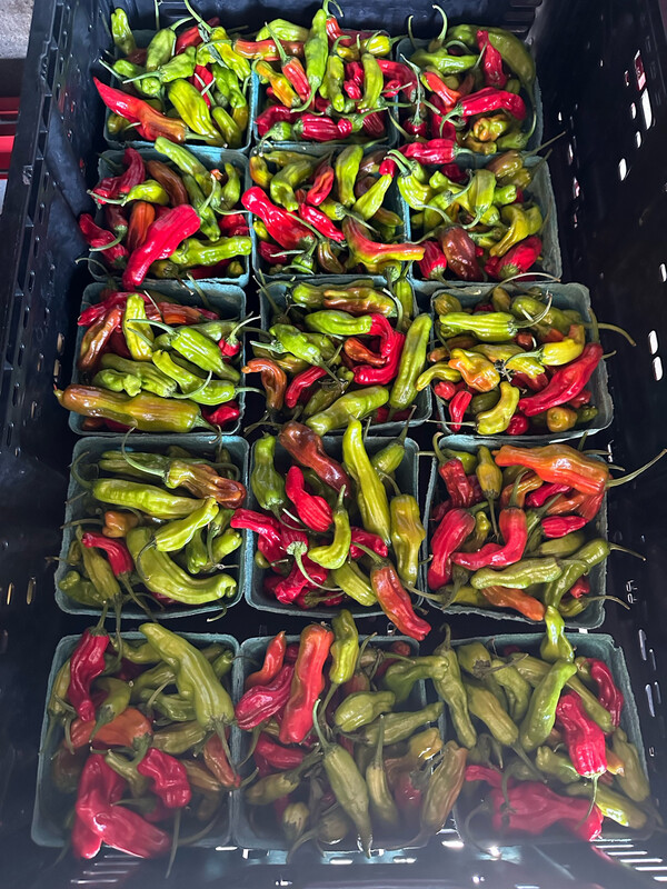 Peppers Shishito 1 qt Organic