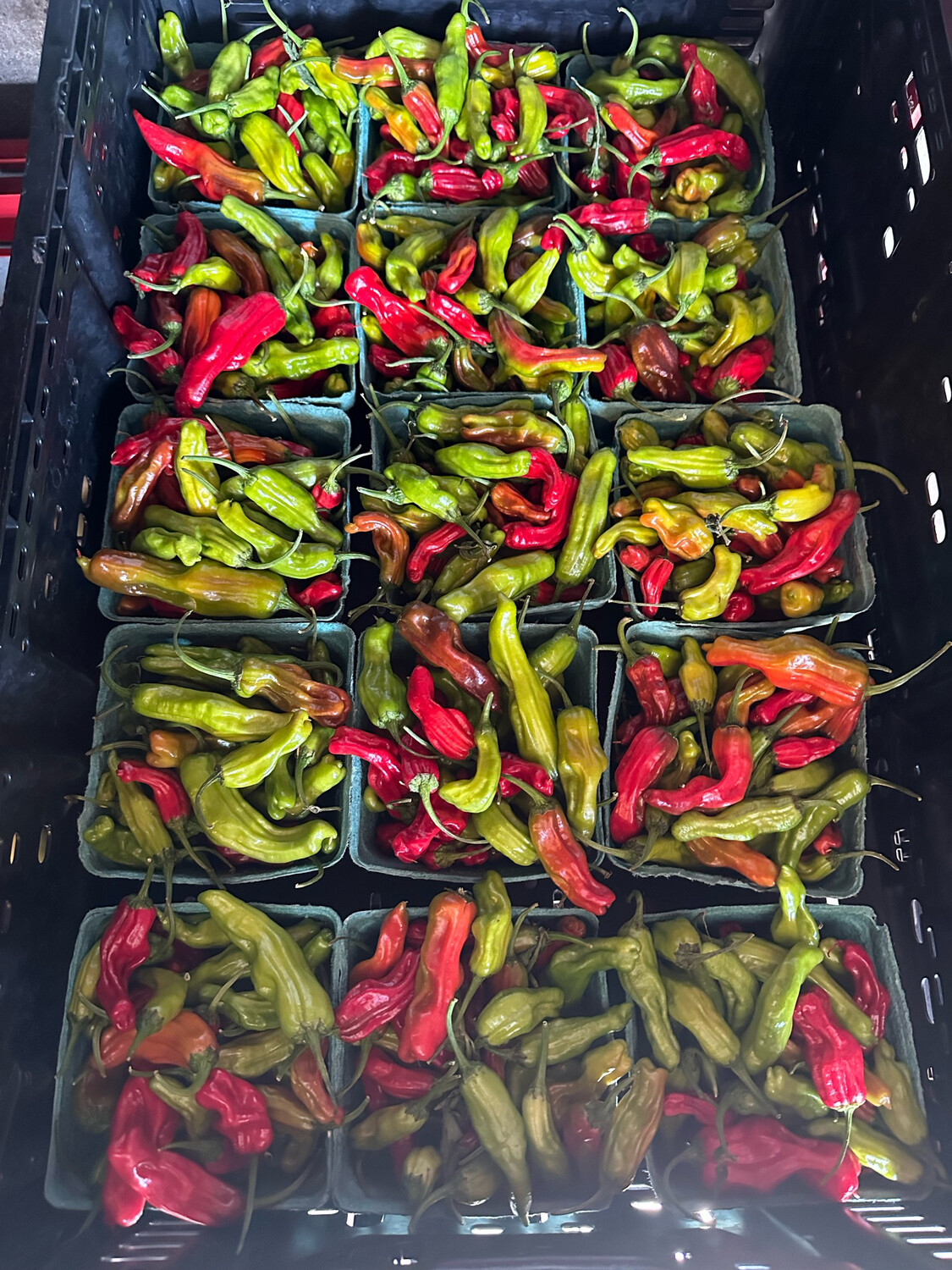 Peppers Shishito 1 qt Organic