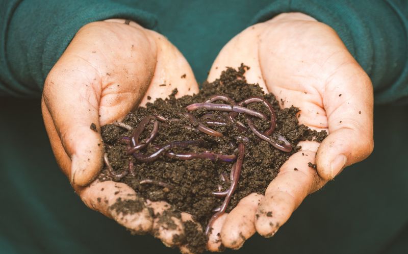 Event - Raised Garden Bed Gardening with Compost & Vermicompost