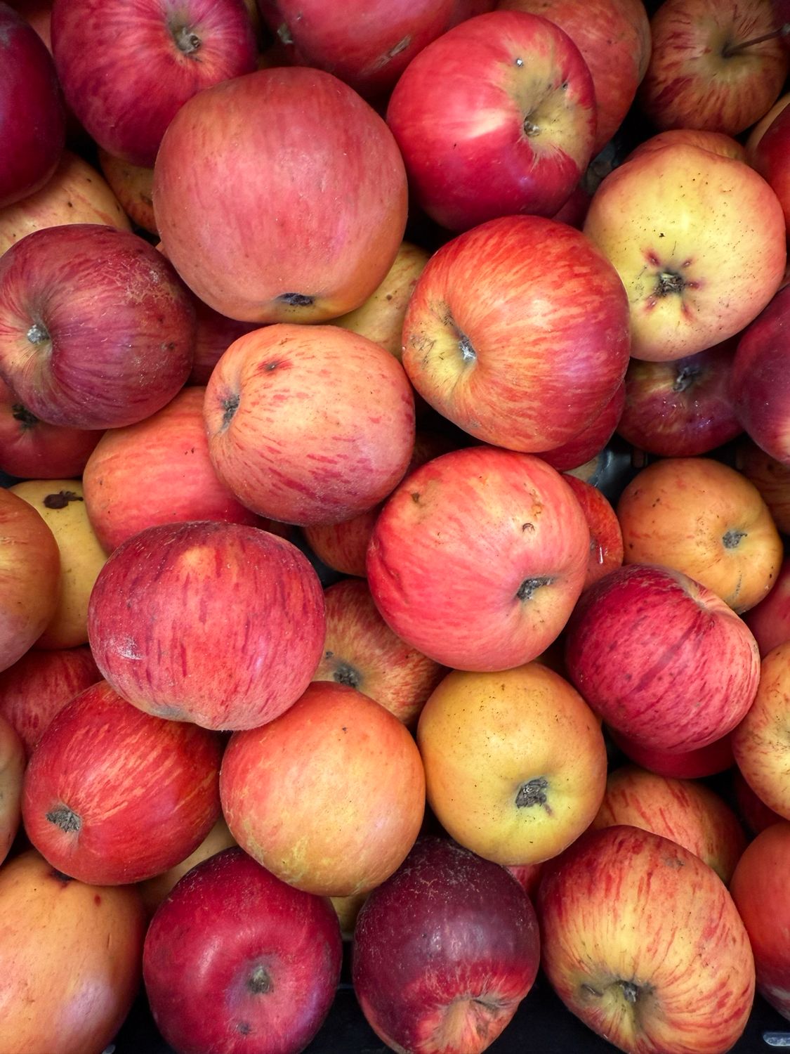 Apples Jonathan Organic/lb