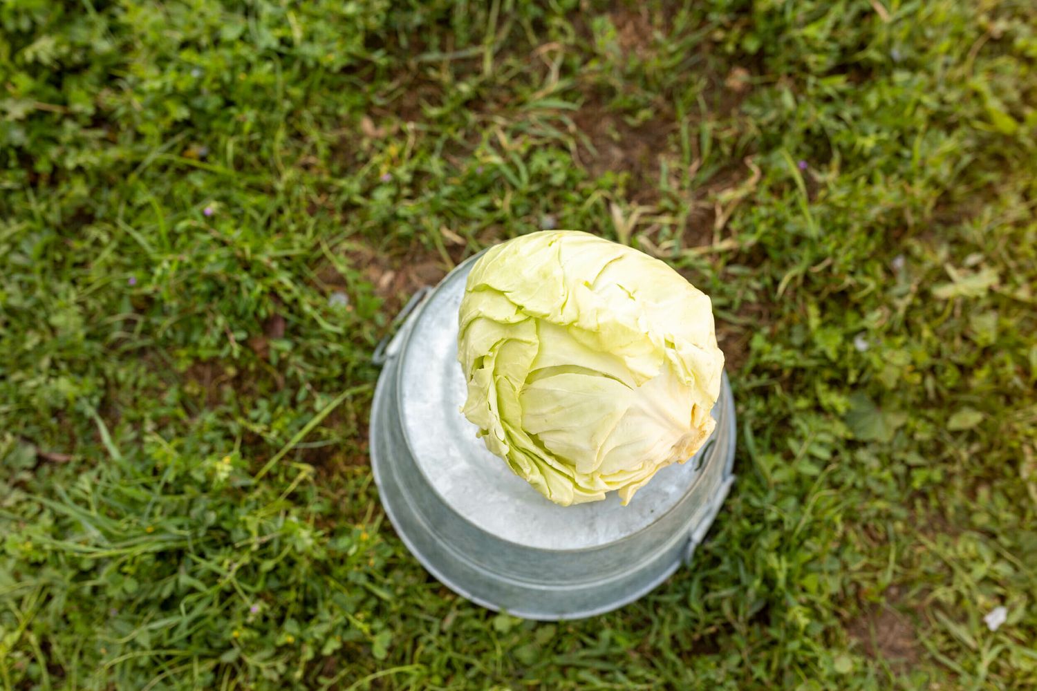 Cabbage Green Organic/ Approx 3 Lbs each