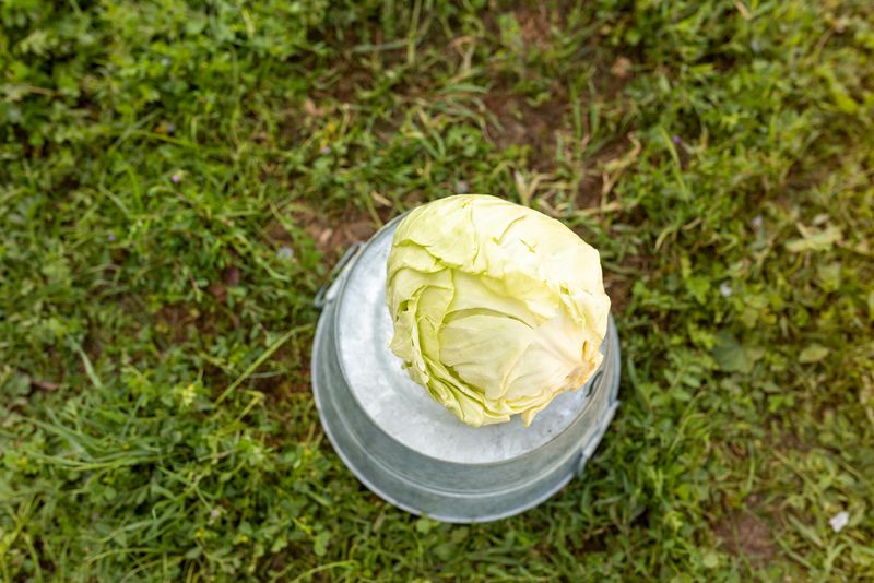 Cabbage Green Organic/ Approx 3 Lbs each Cabbage Green Organic/ Approx 3 Lbs each