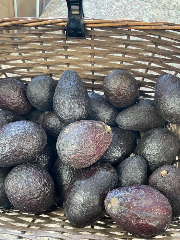 Avocado Hass Organic