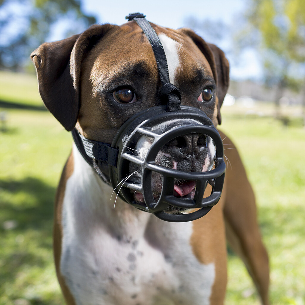 Purina baskerville muzzle hotsell