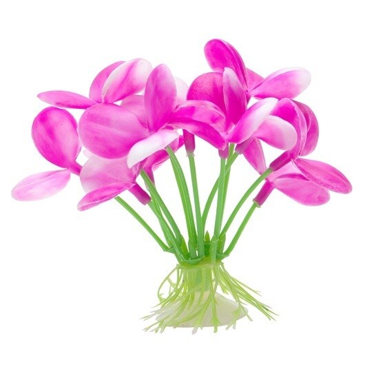 Marina Betta Pink Orchid