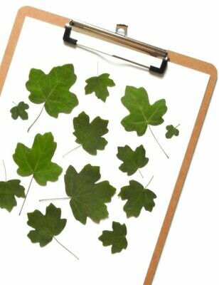 Herbiers Bloc Note