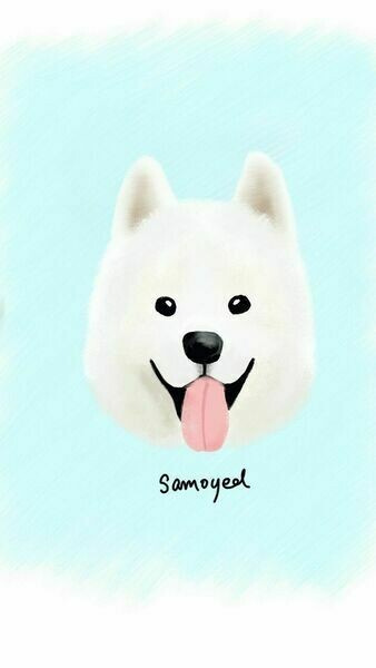 Samoyedpuppies