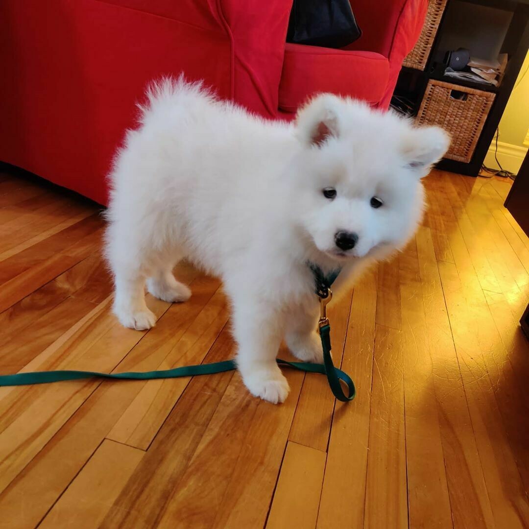 Caroline Female 9 weeks Old