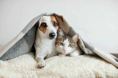 Petcare